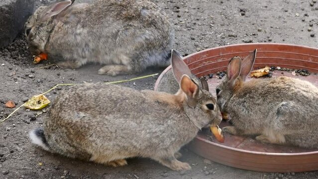 European rabbits (Oryctolagus cuniculus) eating from a feeder
