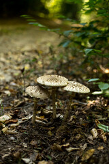 Harvesting forest mushrooms from ecologically clean places