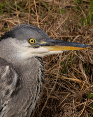 great blue heron from Scotland