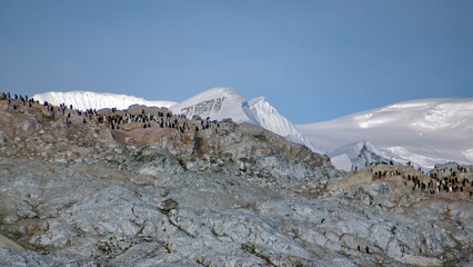 Chinstrap penguin (Pygoscelis antarcticus) colony on a rugged  hill at Cierva Cove, Antarctica