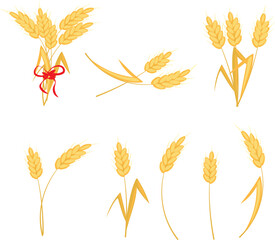 Set of ears of wheat. Sheaf of wheat. High quality vector illustration.
