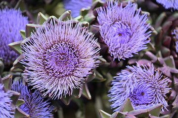 Purple Flower