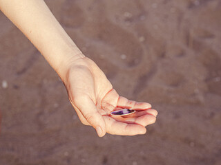 Sea shell on boy's hand against the sea beach. Family vacation at sea, summer is coming concept