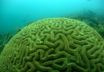 underwater scene , coral reef , caribbean sea , Venezuela