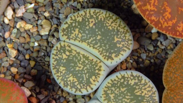 Mesembs (Lithops lesliei) South African plant from Namibia in the botanical collection of supersucculent plants