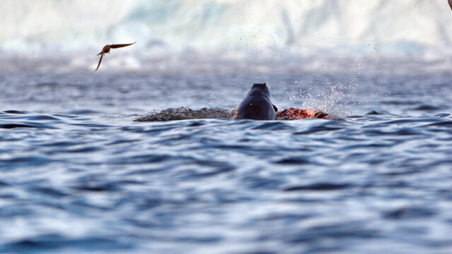 Leopard Seal (Hydrurga Leptonyx) Hunting A Penguin At Cierva Cove, Antarctica