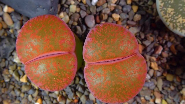 Mesembs (Lithops lesliei) South African plant from Namibia in the botanical collection of supersucculent plants