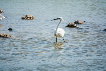 The small white heron or Little egret stands in the lake