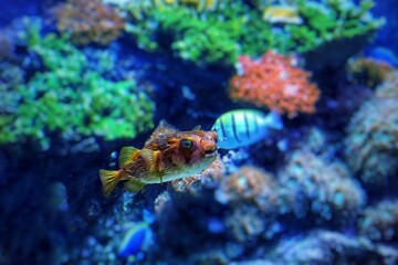 PEZ ERIZO, PEZ GLOBO, ESPIINAS, PEZ PUERCOESPIN,MAR,ANIMAL,NATURALEZA