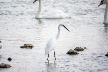 The small white heron or Little egret stands in the lake