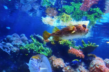 PEZ ERIZO, PEZ GLOBO, ESPIINAS, PEZ PUERCOESPIN,MAR,ANIMAL,NATURALEZA © xedgar94