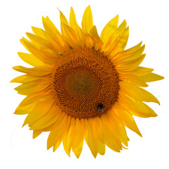 One sunflower and bumblebee isolated on white background. Flat lay, top view