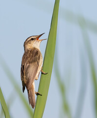 Sedge warbler, Acrocephalus schoenobaenus. A bird sings while sitting on a leaf of a plant on the bank of a river