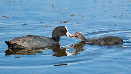Eurasian coot, Fulica atra. A bird feeds its chick