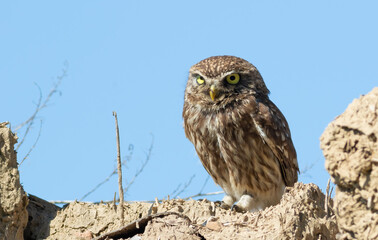 Little owl, Athene noctua. A bird stands on the ruins of an old house