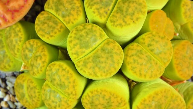 Mesembs (Lithops bromfieldii v. insularis 'Sulphurea') South African plant from Namibia in the botanical collection of supersucculent plants