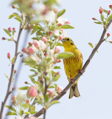 Yellowhammer, Emberiza citrinella. A bird sits on the branch of a blossoming apple tree