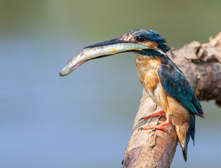 Сommon kingfisher, Alcedo atthis. The male sits on a beautiful branch and holds a pike in his beak