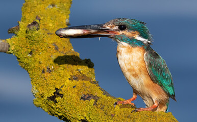 Сommon kingfisher, Alcedo atthis. The male sits on a beautiful branch above the water and holds a fish in his beak