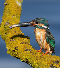 Сommon kingfisher, Alcedo atthis. The male sits on a beautiful branch and holds a fish in his beak