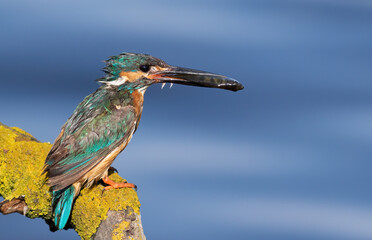 Сommon kingfisher, Alcedo atthis. The male sits on a beautiful branch and holds a fish in his beak