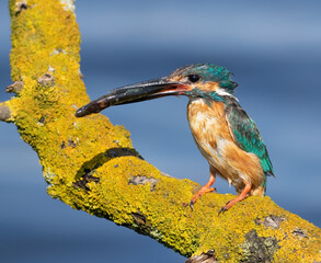 Сommon kingfisher, Alcedo atthis. The male sits on a beautiful branch and holds a pike in his beak