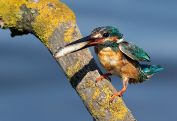 Сommon kingfisher, Alcedo atthis. The male sits on a beautiful branch above the water and holds a fish in his beak