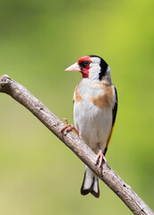 European goldfinch, Carduelis carduelis. A bird sits on a branch on a beautiful green background