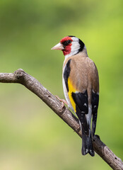 European goldfinch, Carduelis carduelis. A bird sits on a branch on a beautiful green background