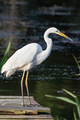 Great egret, Ardea alba. A bird stands on a wooden bridge on the bank of a river and looks into the water, waiting for prey