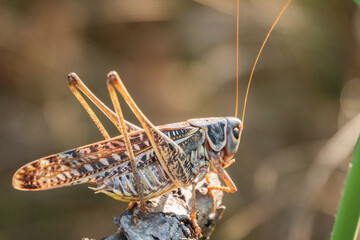 A large brown locust, Locusta migratoria, with a pattern on its body sits on branch among green vegetation in a summer garden.