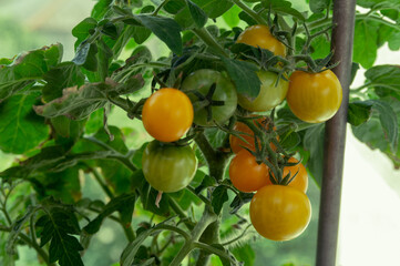 Yellow and green cherry tomatoes in the garden