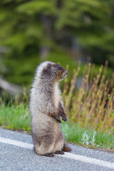 Marmot