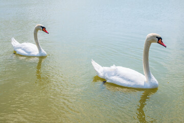 Two Graceful white Swans swimming in the lake, swans in the wild