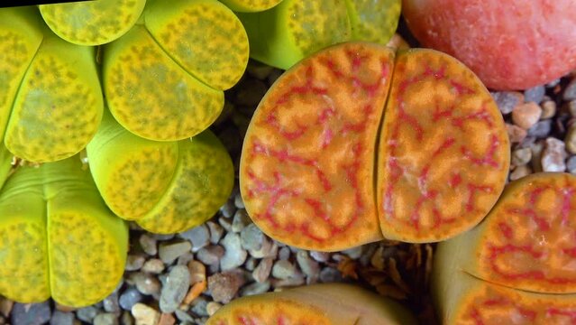Mesembs (Lithops bromfeldii) South African plant from Namibia in the botanical collection of supersucculent plants