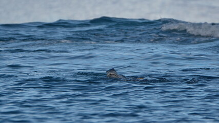 Fototapeta premium Leopard seal (Hydrurga leptonyx) hunting a penguin at Cierva Cove, Antarctica