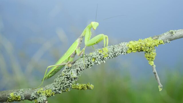 Closeup of Green praying mantis sits swaying on tree branch and looking at on camera lens on green grass and blue sky background. Transcaucasian tree mantis (Hierodula transcaucasica)