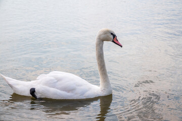 Fototapeta na wymiar Graceful white Swan swimming in the lake, swans in the wild. Portrait of a white swan swimming on a lake.