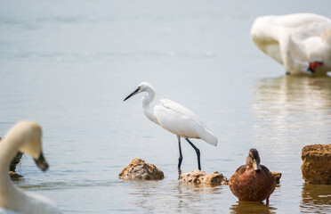 The small white heron or Little egret stands in the lake