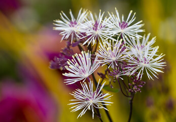 French meadow rue in a colorful explosion