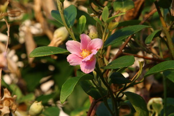Summer flowers in a city park in northern Israel.