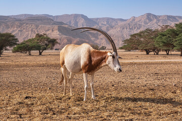 Gemsbok or Oryx gazella in Hay-Bar Yotvata Nature Reserve, Israel