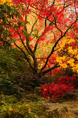 Beautiful, red Japanese maple and fall colors in Washington Park Arboretum in Seattle
