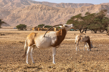 Gemsbok or Oryx gazella in Hay-Bar Yotvata Nature Reserve, Israel
