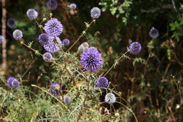 Summer flowers in a city park in northern Israel.