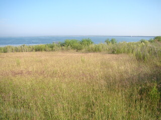 wetland at lake