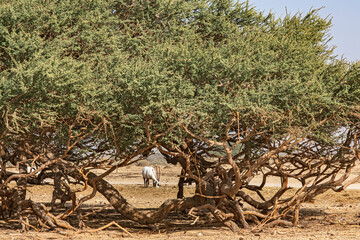 Hay-Bar Yotvata Nature Reserve, Israel