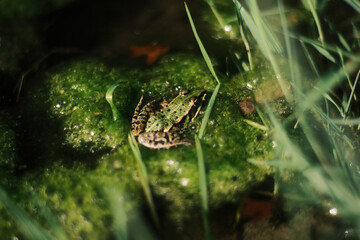 Frosch 