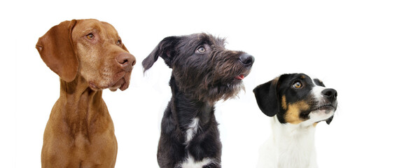  Proffile banner three dogs looking away in a row. Isolated on white or gray background