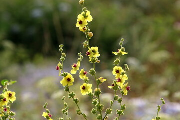 Summer flowers in a city park in northern Israel.